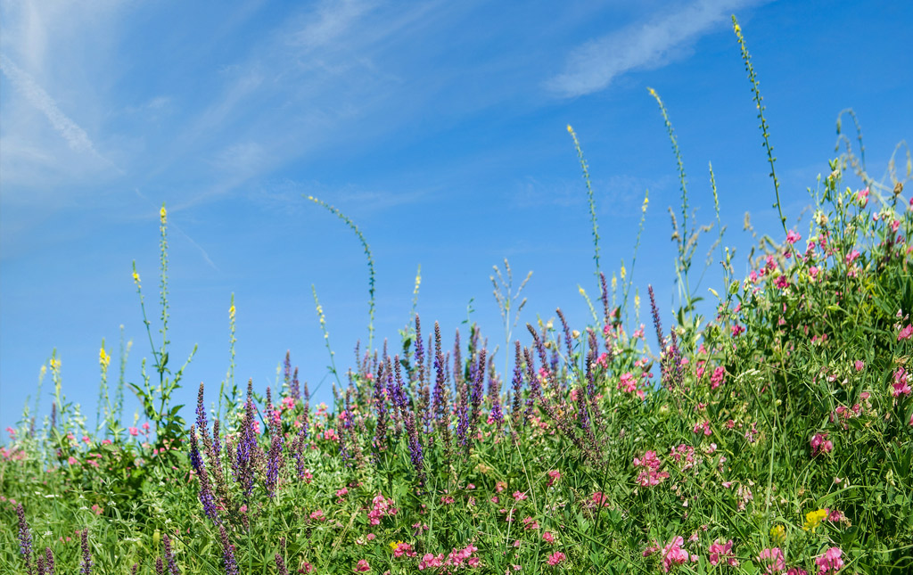 Eine Blumenwiese vor blauem Himmel.
